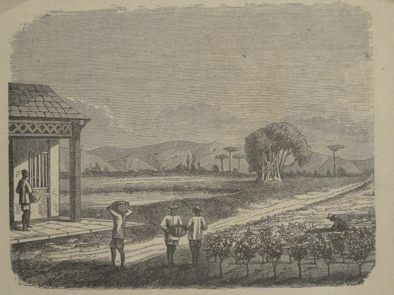 Plantación de té, 1861. Anónimo