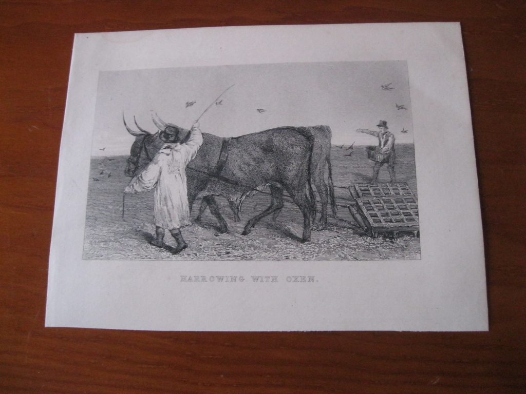 Arado con bueyes, hacia 1850. Anónimo