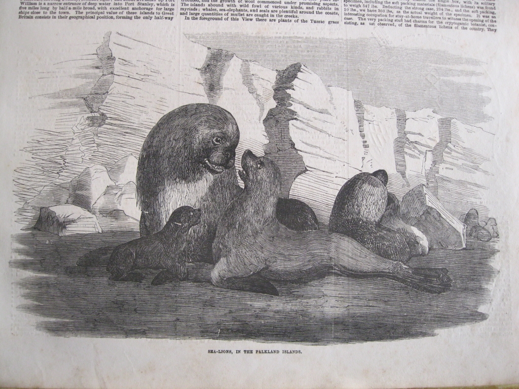 Lobos marinos en las Islas Malvinas (Argentina, América del Sur), 1856. Anónimo