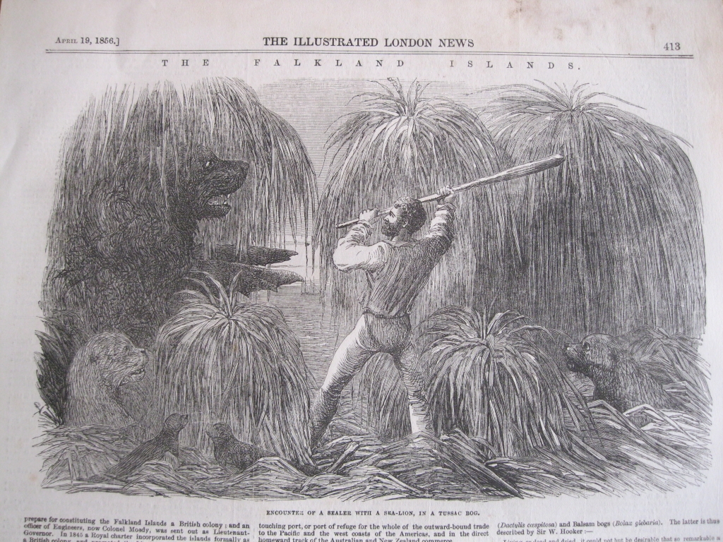 Leones marinos en las Islas Malvinas (Argentina, América del Sur), 1856. Anónimo