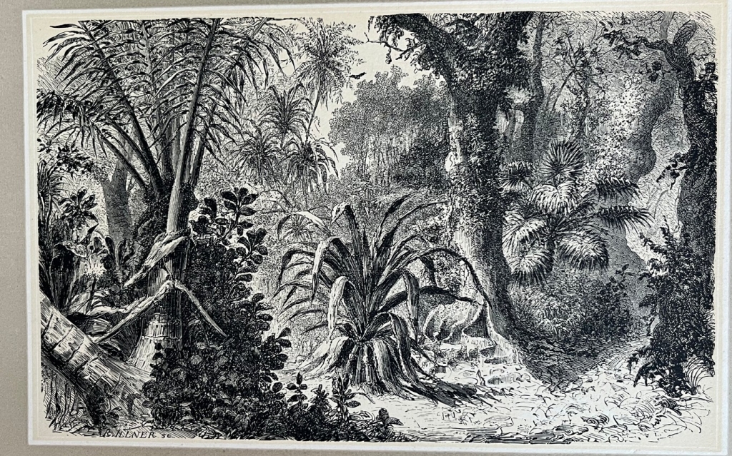 Vegetación en la selva de Brasil, hacia 1880. Anónimo