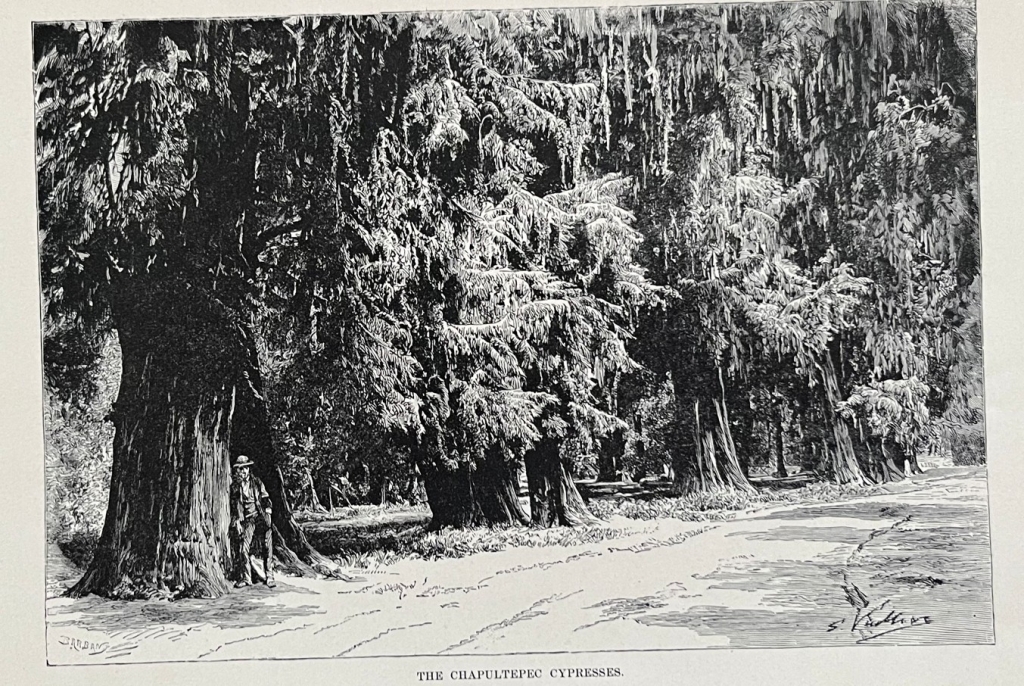 GRANDES CIPRESES DEL BOSQUE DE CHAPULTEPEC (MÉXICO), hacia 1890. BARBANT