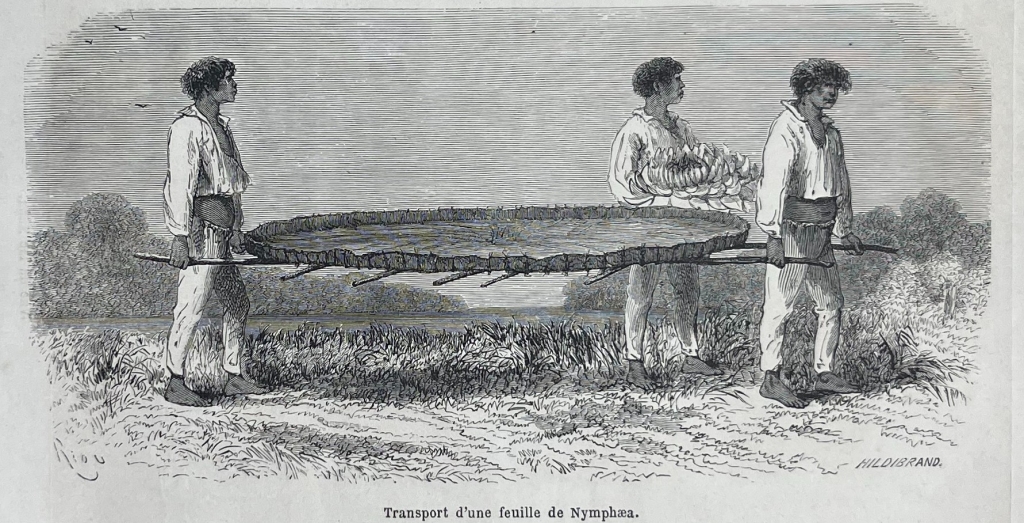 Lago de Nuña y transporte de hojas de nymphaea (Perú), 1862. Riou/sargent/Hildibrand