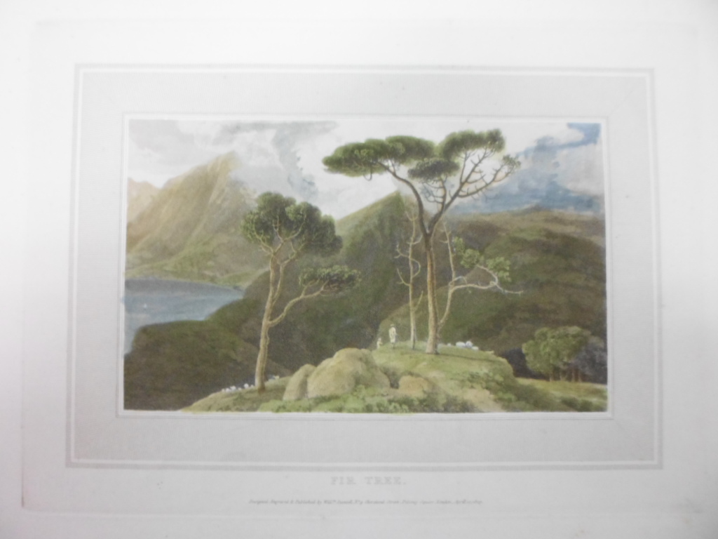Abeto tropical, 1807, William Daniell