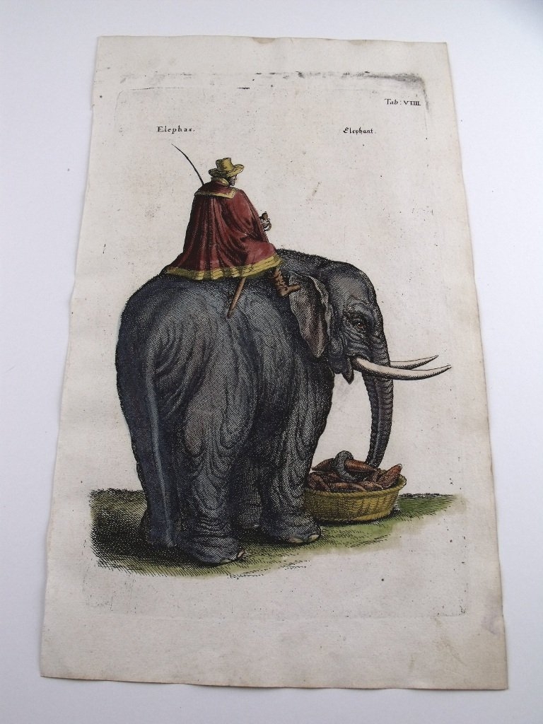 El elefante, 1657. Merian/Jonston