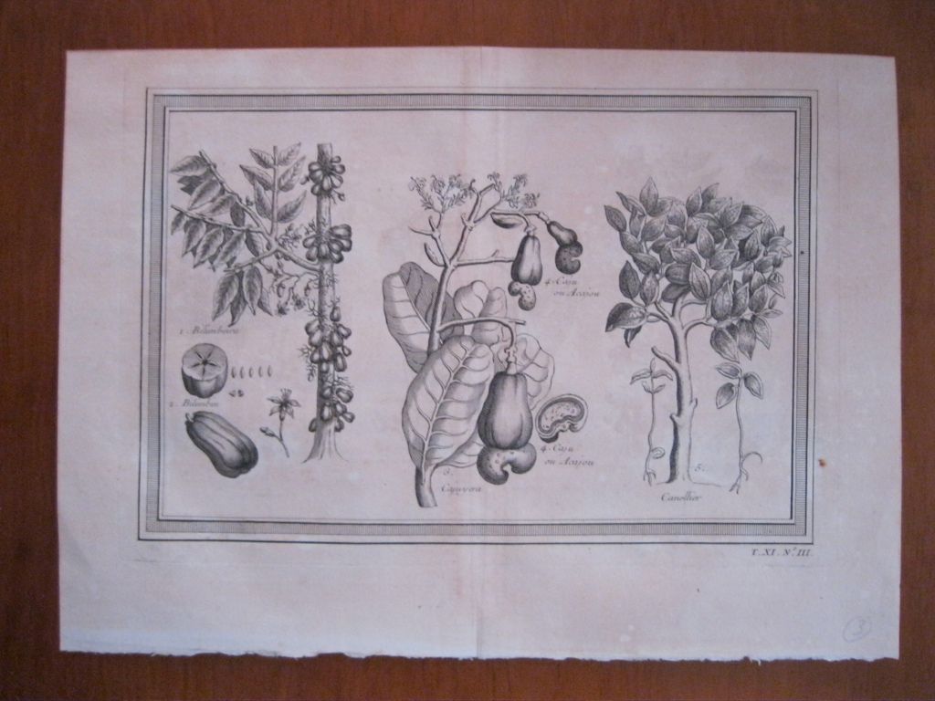 Frutas tropicales de América del Sur III 1754. N. Bellin/ A. Prevost