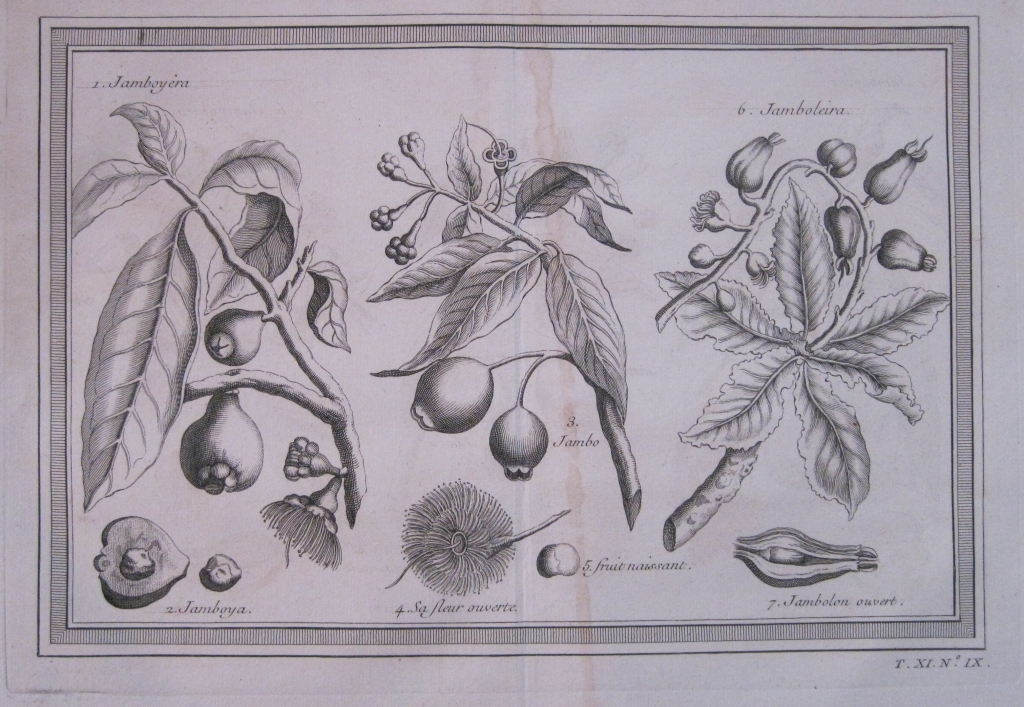 Frutas tropicales de América del Sur II 1754. N. Bellin/ A. Prevost