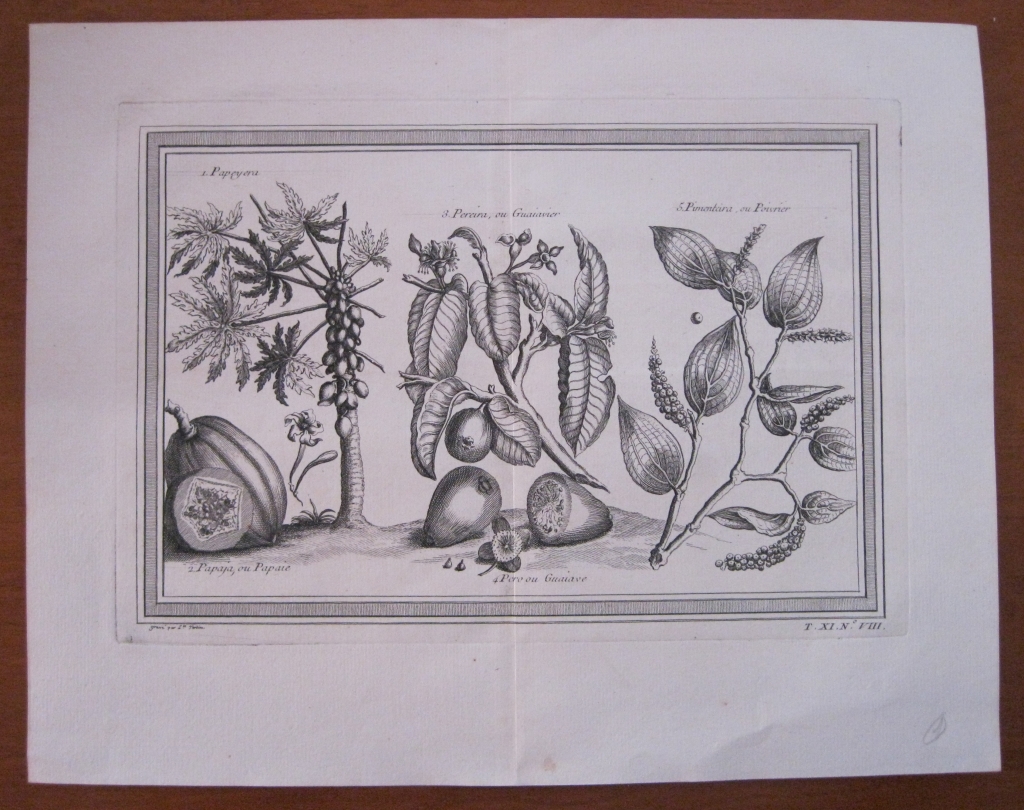 Frutas tropicales de América del Sur I 1754. N. Bellin/ A. Prevost