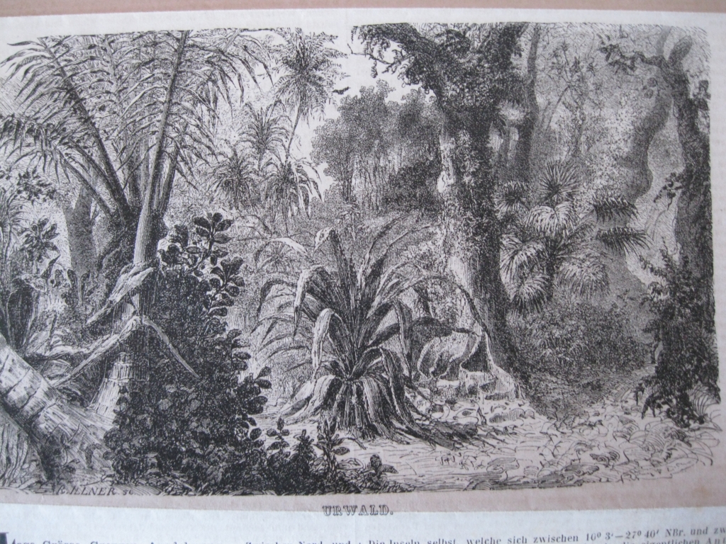 Vista de la jungla (Brasil), hacia 1870. Anónimo