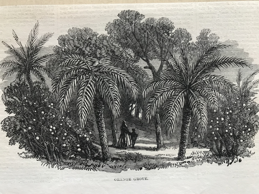 Huertos de naranjos en Valencia (España), 1866. Anónimo